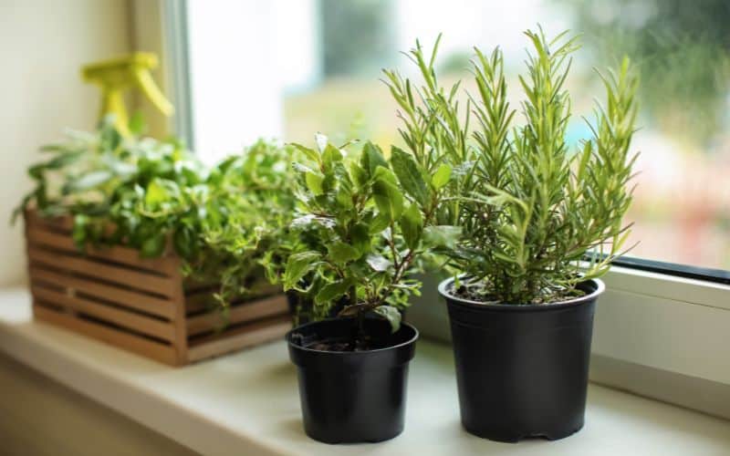 Herbs in pots by the windowsill