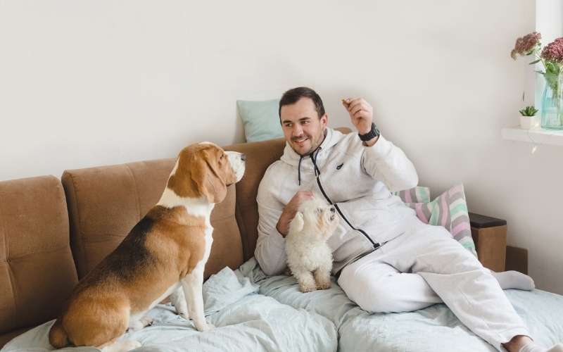 Man Playing with His Pet Dogs